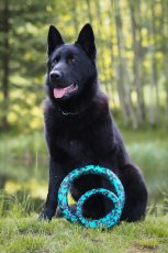 Plovoucí kruh FOAM RING