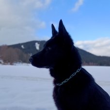 Barevný řetízkový obojek STŘEDNÍ OKA / CHROM skladem