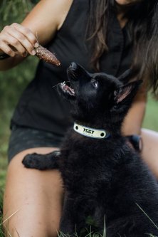 5 tipů, na co si dát pozor při výběru výbavy pro tvého čtyřnohého parťáka - 1. DÍL - OBOJEK