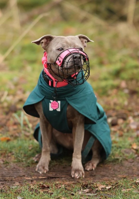 CANIS BULL SBT LAKOVANÝ modifikovaný košík