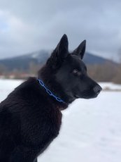 Barevný řetízkový obojek DLOUHÁ OKA