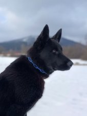 Barevný řetízkový obojek DLOUHÁ OKA